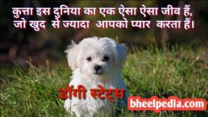 Dog Quotes Status Thoughts in hindi | डॉग कोट्स स्टेटस थॉट्स हिंदी में 